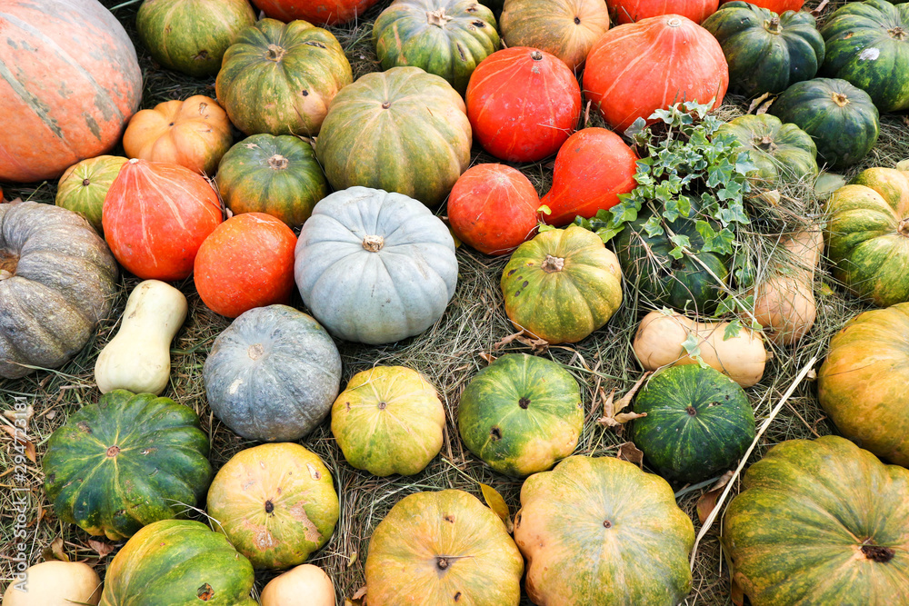 colorful gourds and pumpkins in the grass background colorful gourds and pumpkins in the grass background