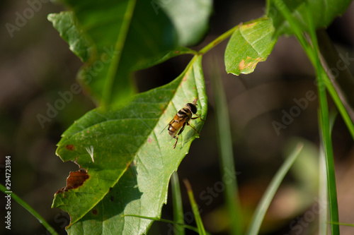 Syrphid Fly © MasterPhotographyLG