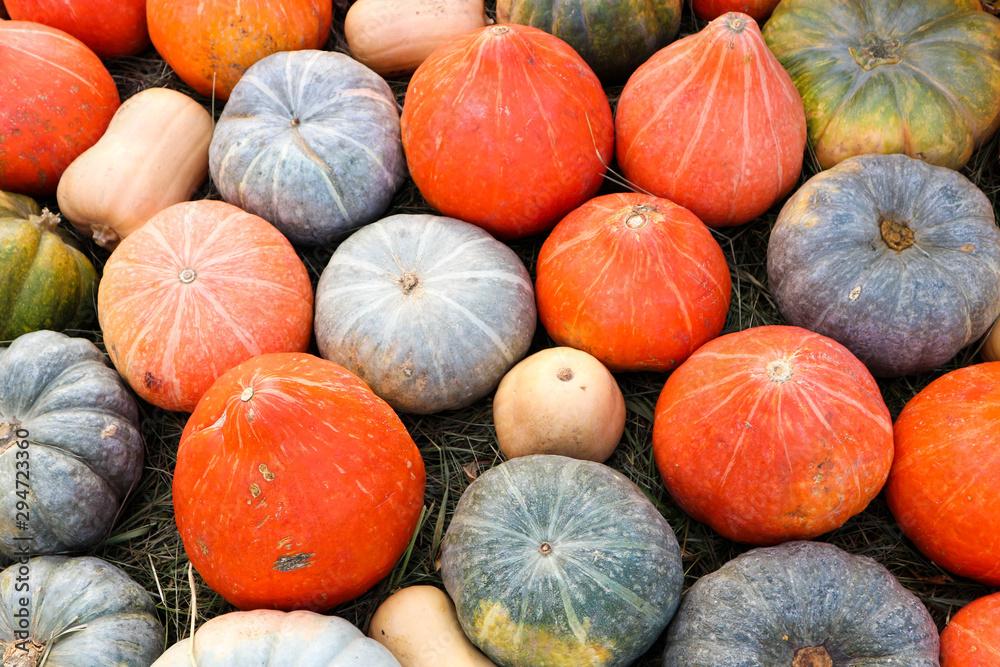 Pumpkins and gourds of different colors close up on the market Pumpkins and gourds of different colors close up on the market