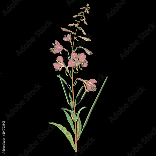 Isolated vector illustration. Branch of fireweed flower. Rosebay willowherb plant. (Onagraceae). Ivan Chai. (Epilobium angustifolium). (Chamaenerion angustifolium). On black background.