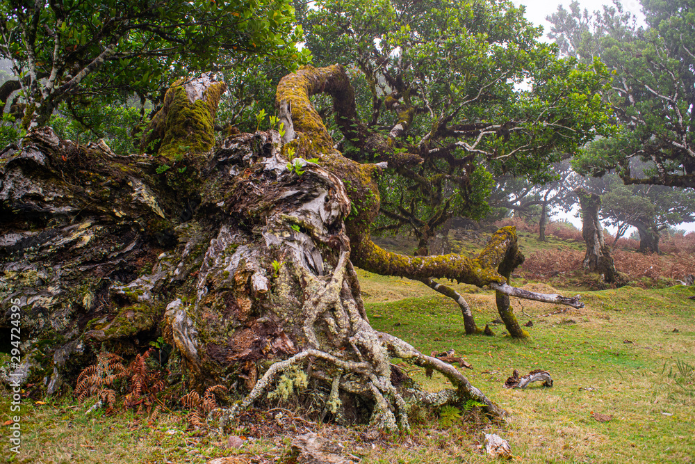 Fanal, Paúl da Serra, Ilha da Madeira. Árvores centenárias (til). 