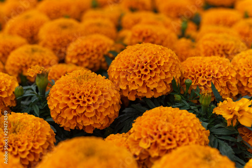 cempasuchil Flores de caléndula amarilla Cempazúchitl para altares de día de muertos mexico	