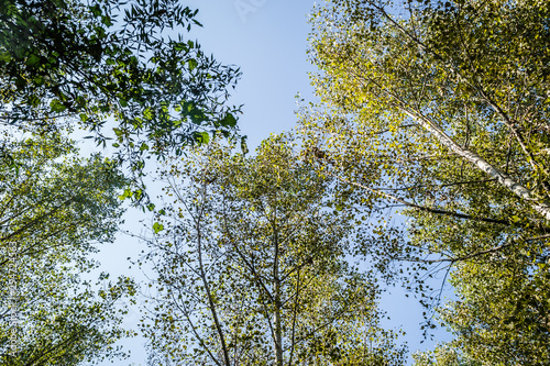 The trees and the canopy of young poplar trees on the bank of the Danube River