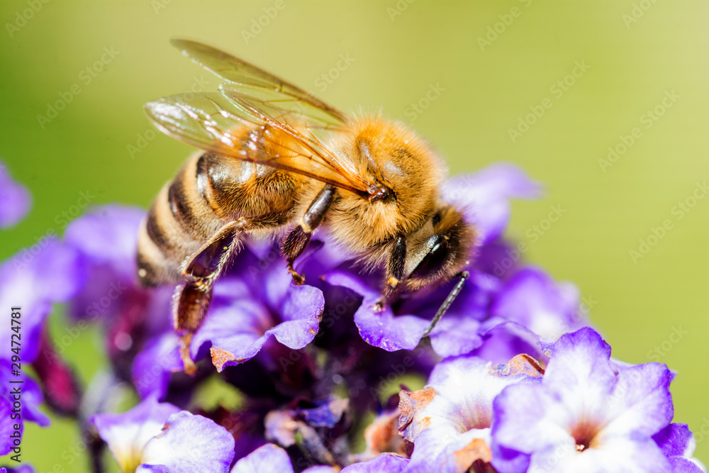 Biene auf Lila Blüten Biene auf Lila Blüten
