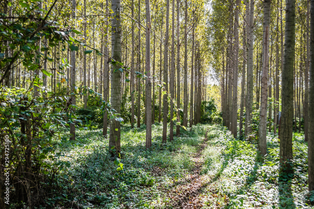 Obraz premium The trees and the canopy of young poplar trees on the bank of the Danube River