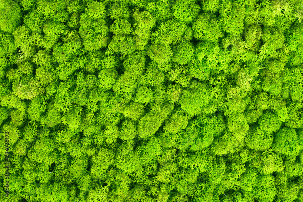 Green decorative moss texture. Wall from moss background. Stock Photo