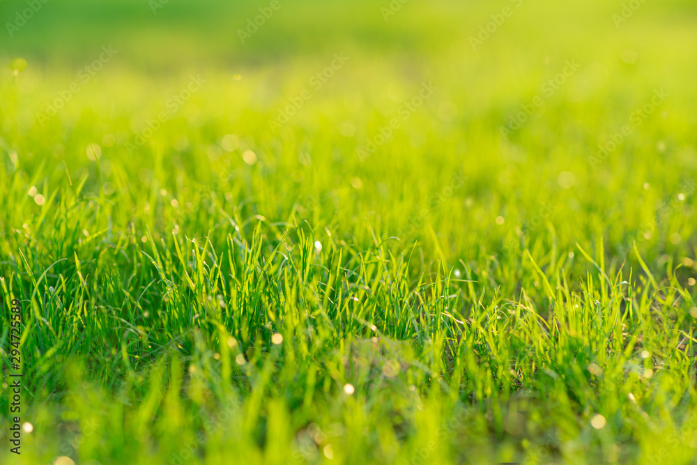 Fresh young green grass with dew. Morning grass. Dew on grass. Natural background. Summer. Fresh young green grass with dew. Morning grass. Dew on grass. Natural background. Summer.