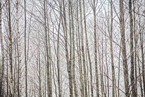 An abstract of thin, bare trees in winter