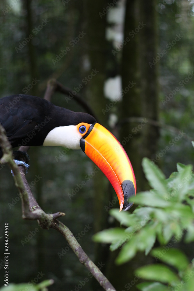Naklejka premium tukan na gałęzi