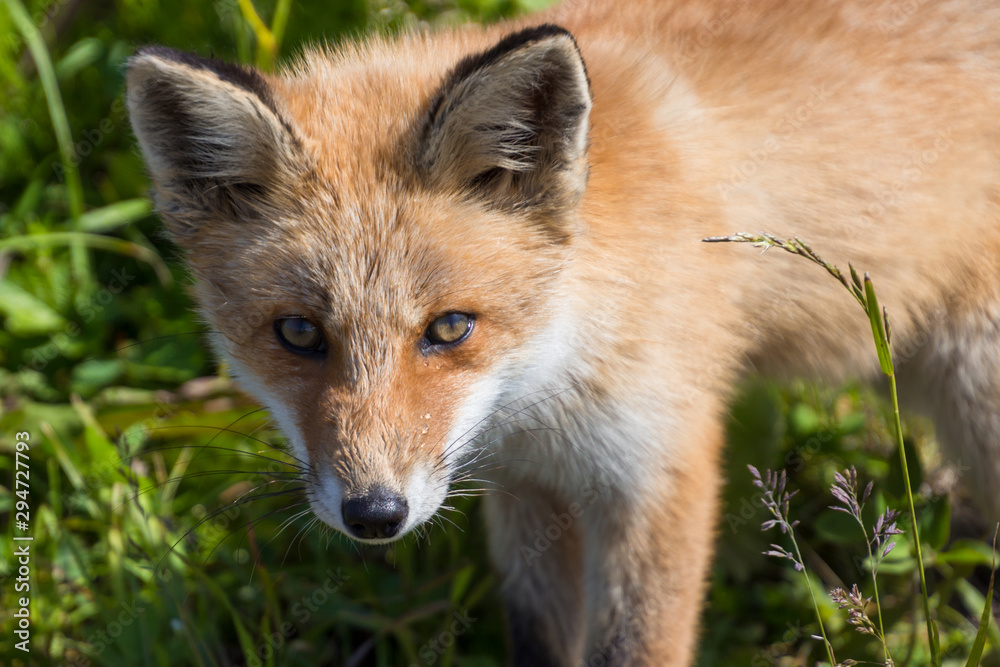 Fototapeta premium キタキツネ