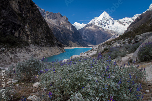 Wild violet flowers at the bottom of Lake Paron, behind there is a snowy peak of a mountain. Huascaran National Park. Cordillera Blanca, Peru.