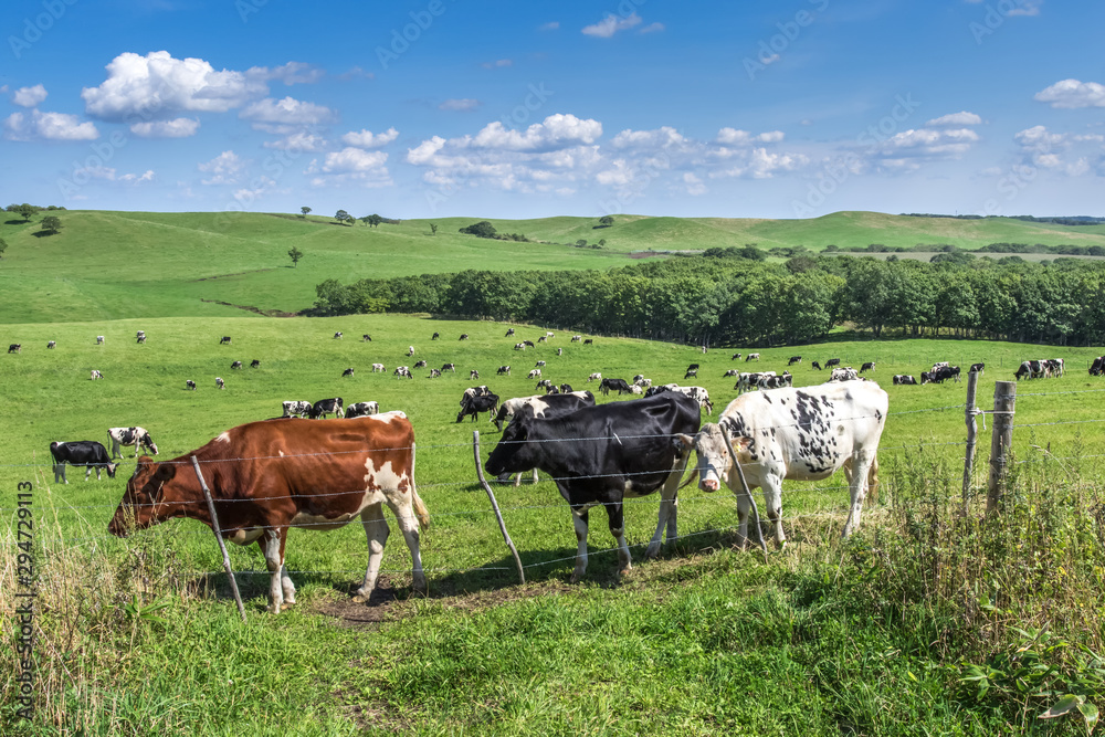 custom made wallpaper toronto digital北海道の酪農場