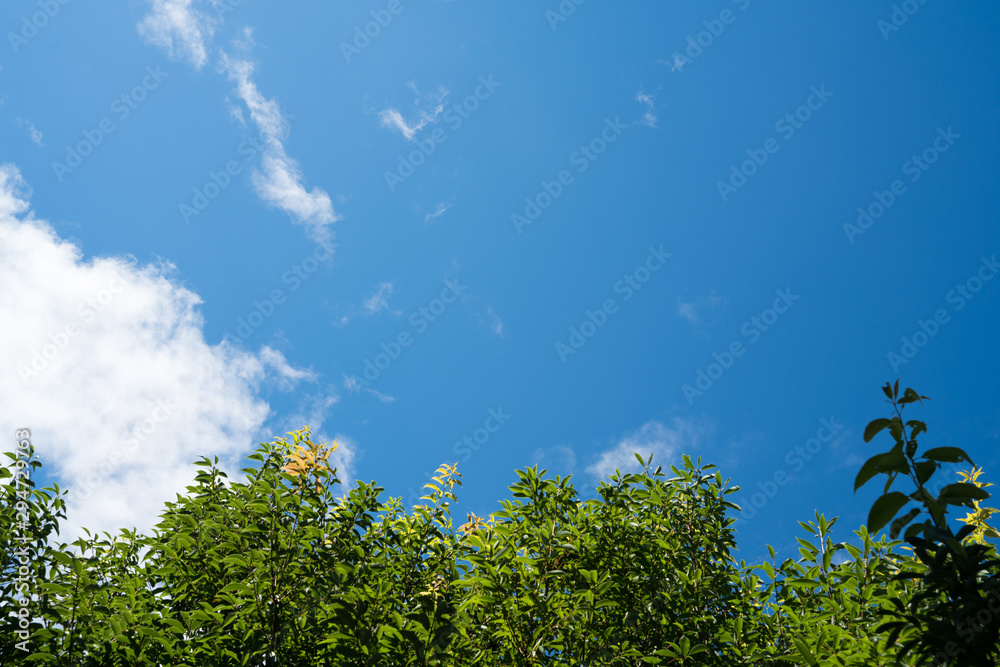 Fototapeta premium 青空と雲と木々