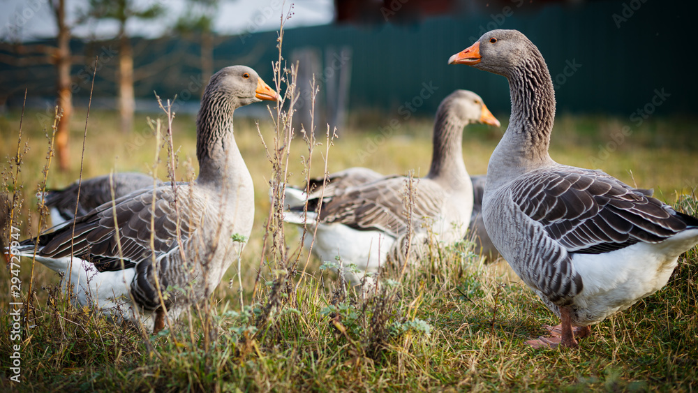 Fototapeta premium geese on grass