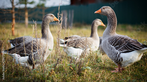 geese on grass