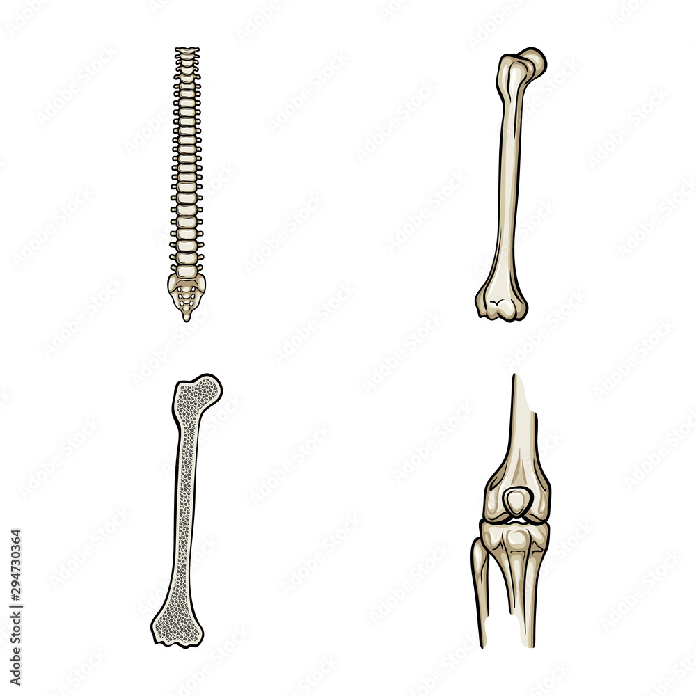 Vector design of bone and skeleton sign. Set of bone and human stock