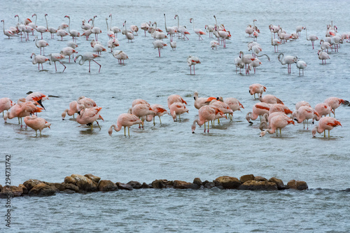 Natural Park Nature Wildlife Refuge Reserva Africaine Sigean France Flamingo colony