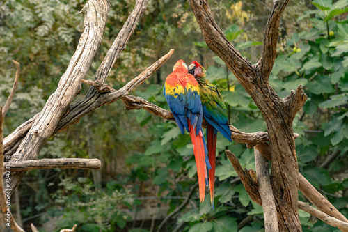 Natural Park Nature Wildlife Refuge Reserva Africaine Sigean France Ara Parrot 