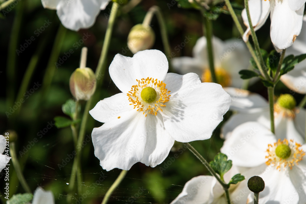 Anemone hupehensis, known as the Chinese anemone or Japanese anemone, thimble flower Anemone hupehensis, known as the Chinese anemone or Japanese anemone, thimble flower