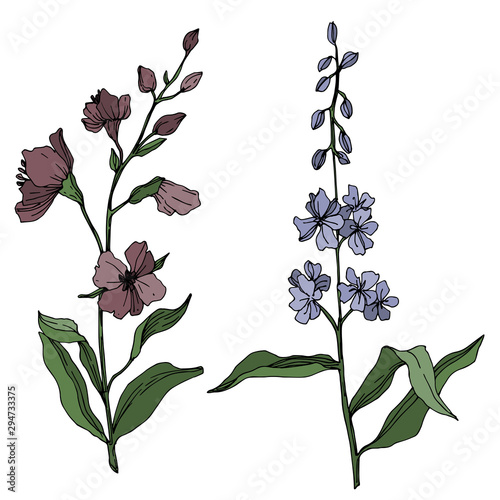 Vector Wildflower floral botanical flowers. Black and white engraved ink art. Isolated flower illustration element.