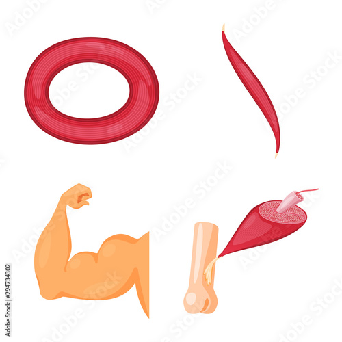 Isolated object of muscle and cells icon. Collection of muscle and anatomy stock vector illustration.