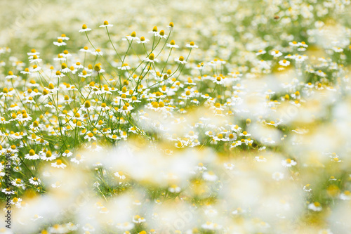 German chamomile in herb garden, closeup