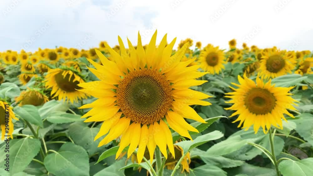 Plantation of beautiful yellow blooming sunflowers growing in field. Plantation of beautiful yellow blooming sunflowers growing in field.