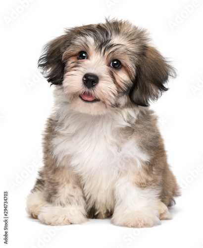 Fototapeta Naklejka Na Ścianę i Meble -  Beautiful smiling little havanese puppy
