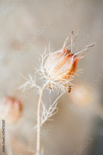 Dried Nigella Seed Pods, Dried Love in a Mist Seed Pods, beige round flower seed pods with delicate dried leaves