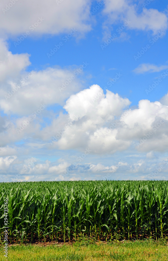 Corn Field in Southern Michigan