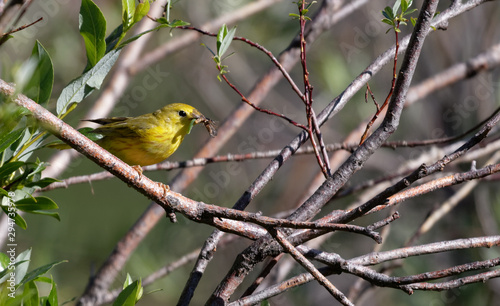 Wallpaper Mural A yellow warbler enjoys a meal near Laramie, Wyoming Torontodigital.ca