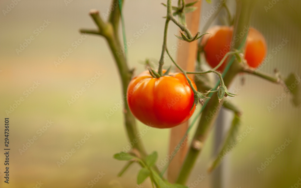 Tomatoes on a branch, fresh summer harvest, healthy food concept