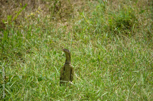 Goanna Meerkat