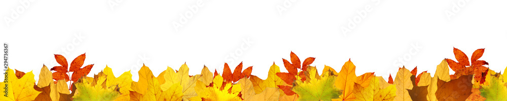 Goldener Herbst auf weissem Hintergrund Goldener Herbst auf weissem Hintergrund