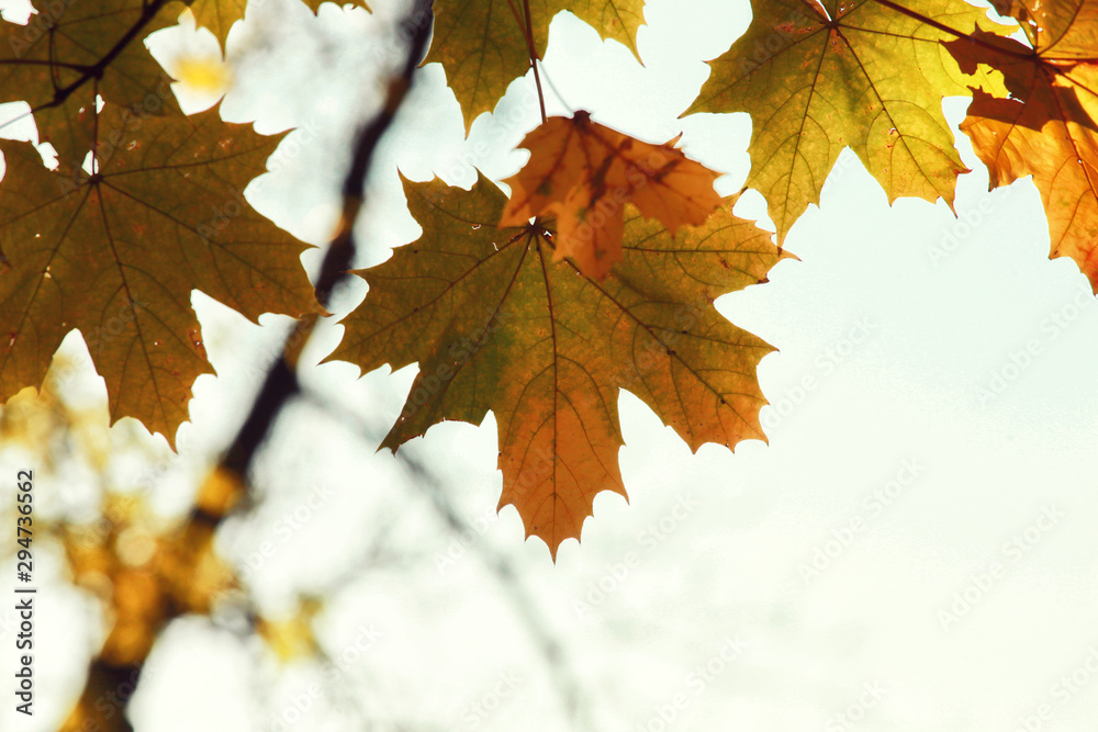 Goldener Herbst Goldener Herbst