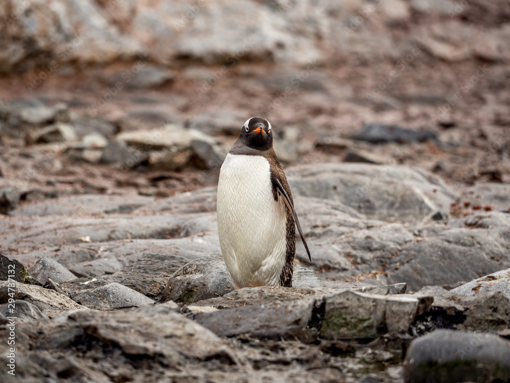 Fototapeta premium Badass gentoo penguin in Antarctica
