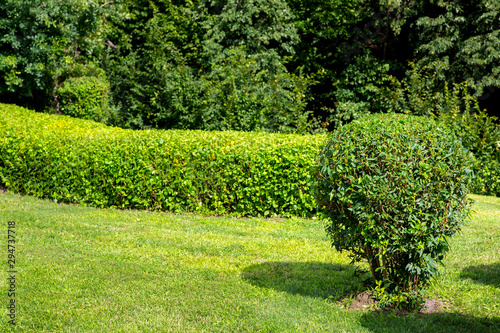 molded trimmed bush and a green lawn in a park and hedges on a sunny summer day.