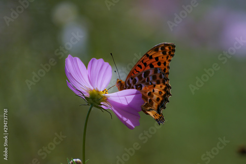 butterfly on flower © 弘幸 立山