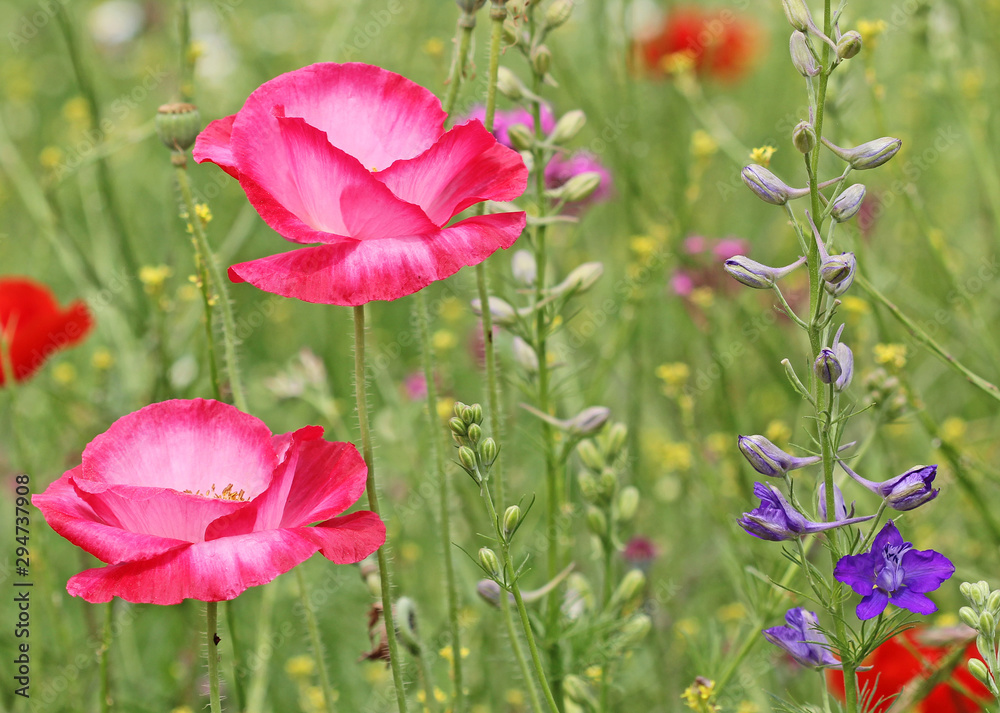 Fototapeta premium Close up image with wild poppy and larkspur flowers
