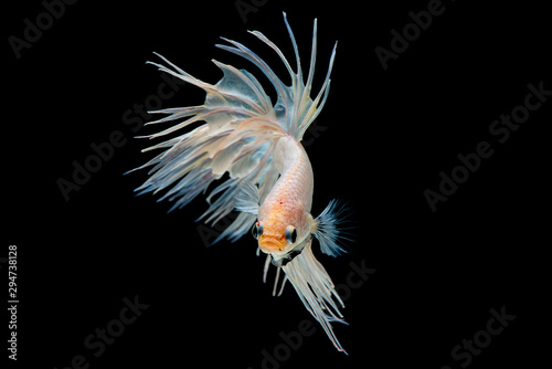 White betta splendens (Crown Tail) fish, Siamese fighting fish with light yellow color was isolated on black background. Fish also action of turn head in up direction during swim. © narong