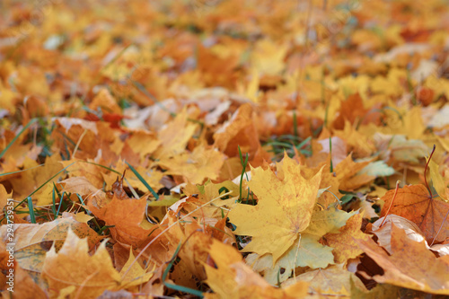 Golden autumn, beautiful background of orange leaves