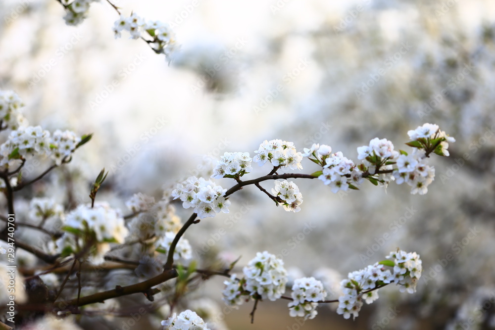 Blooming pear flower, very beautiful Blooming pear flower, very beautiful