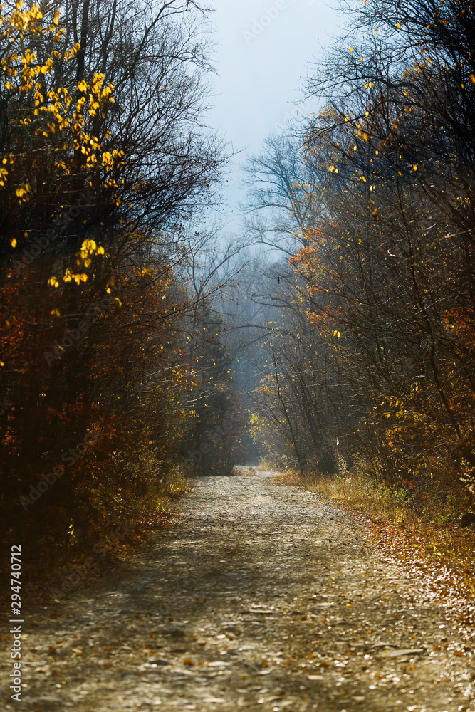 Obraz premium Beautiful view. Forest road stretching into the distance. Golden autumn.