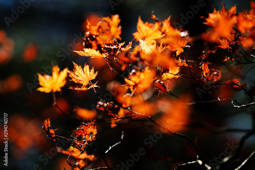 Close-up. colored flattering autumn trees. Golden autumn. 