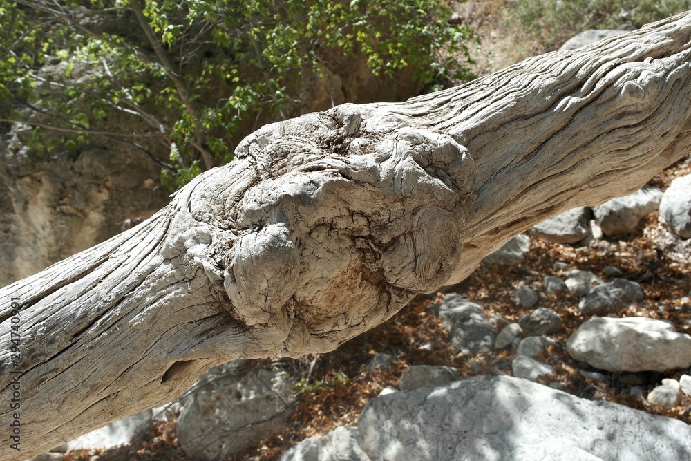 Fototapeta premium Tree Knot
