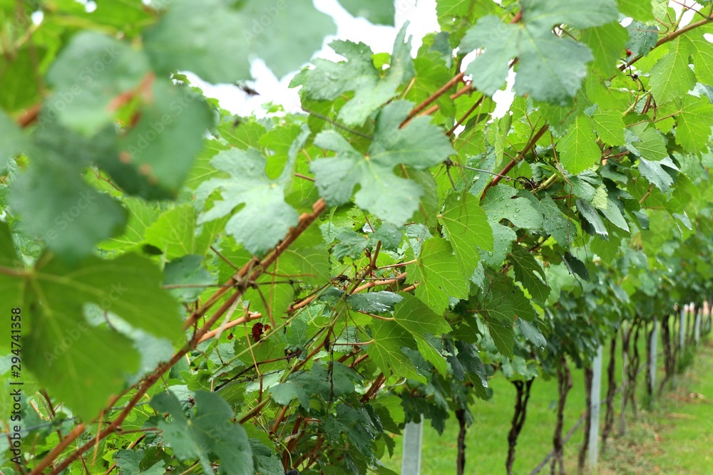 Fototapeta premium Grape leaves in the vineyard