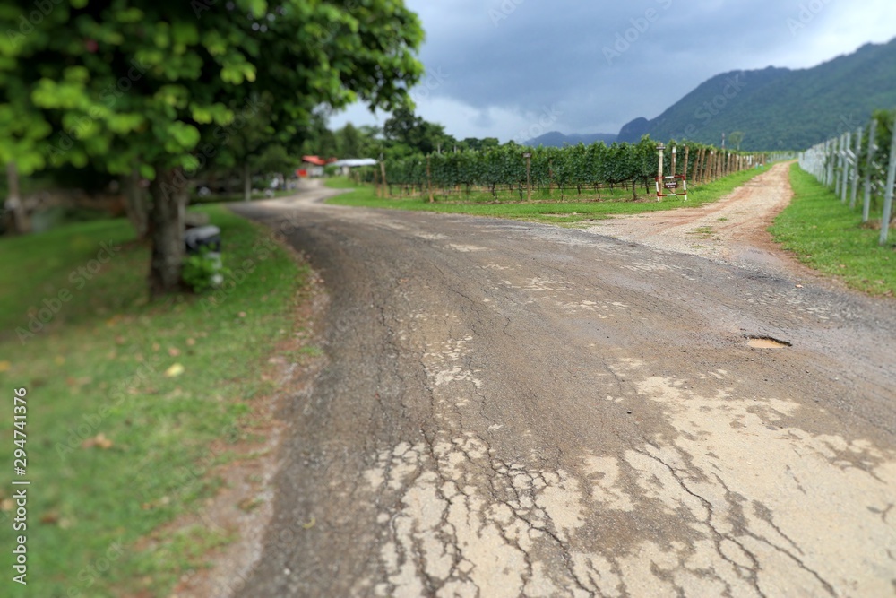 Fototapeta premium Street road in the vineyard