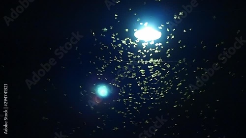 small bugs and insects trap on electric light on the road