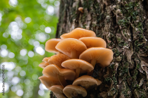 Velvet Foot Mushrooms Growing on Tree 