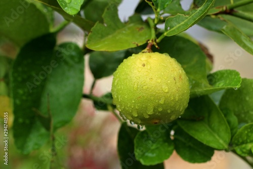 lemons tree in the tropical